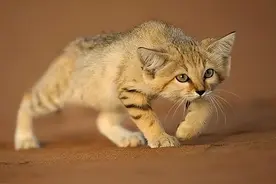 拿毒蛇当猫条，三十天不喝水，全球最小的猫竟是“沙漠霸主”？图片