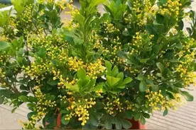 家里养三种花，夏天开完花赶紧剪，越剪越旺，开花更稠密图片