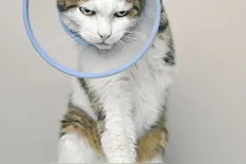 猫咪疾病早知道｜猫咪持续呕吐是什么原因造成的？图片