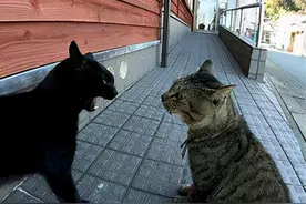 书评夏目漱石《我是猫》第二章节——一只脱口秀猫咪的吐槽秀图片