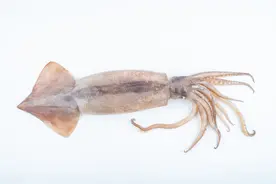 20条鱿鱼4条检出寄生虫，会感染人，还会在内脏里游走，如何预防图片