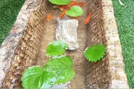 喂猪的石槽别嫌脏！养鱼养花是珍宝！家里一放，堪称“古董”！图片