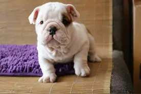 知识答疑：狗狗小便有血怎么回事？狗狗尿血严重吗？根据经验分析图片