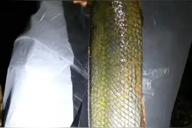 花费45天抽干1个湖，捉到河南怪鱼，其他鱼窒息，它为啥不缺氧？图片