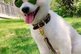 狗狗丢了怎么办？学会这6招，让狗狗“重返家园”图片