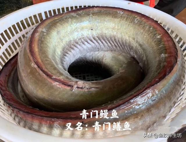 黄门鳝肚花胶怎么做 2026年黄门鳝胶与花胶的区别