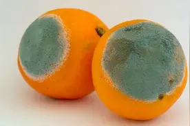 穿越必备知识——土法提取青霉素图片