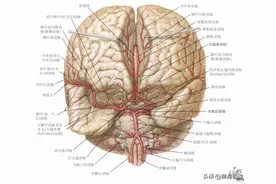 脑动脉系列 | 大脑中动脉的解剖图片