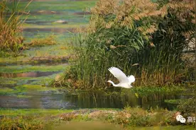 潍坊创建“东亚文化之都”|古城高密 悠悠八景之赏析图片