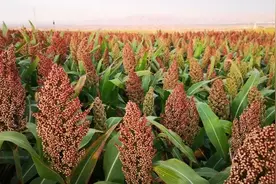 重庆交大副校长领衔“沙变土”研究惹质疑，本人独家回应图片