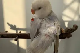 养过虎皮、玄凤、牡丹之后对常见三种小鹦鹉的感受图片