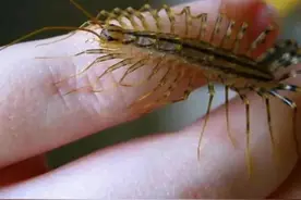 家里经常出没的小虫子，你见过几种呢？图片