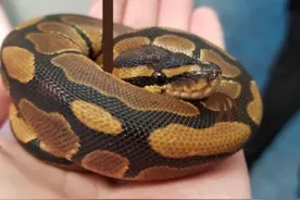 缅甸蟒——“南橘北枳”的典型案例图片