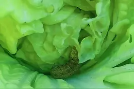 大白菜菜心内有害虫，打药没效果？赶紧试试这个搭配，一治一个准图片