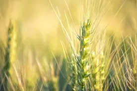 小麦，最熟悉的陌生粮图片