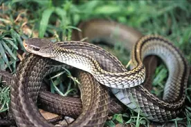 老人常说“家蛇”不能打，这有何依据？直到昨天我才明白图片