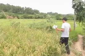 野猪跑到田里听歌睡大觉，频频破坏庄稼，农服中心：有望增设“野猪肇事险”图片