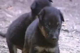 09年野狼托孤，将三只幼崽交给人类抚养，幼崽得救后为其看家护院图片