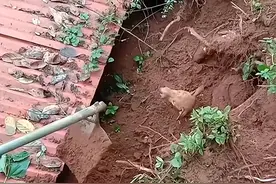 母狗被泥石流埋得仅露头，心里却都是失散的奶狗：请救救我的孩子图片