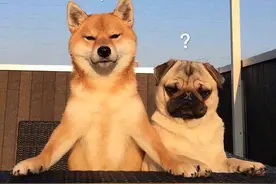 狗狗6种迷惑行为解读，不懂就白养了图片