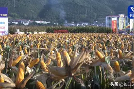 亩产1050公斤！刷新纪录！湖北玉米好“丰”光！图片