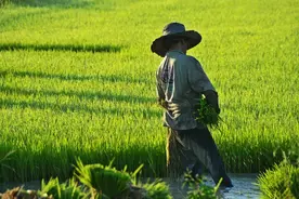 专家：农民交公粮天经地义，不必刻意宣传图片