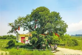 千年皂荚古树 浑身皆宝传古今图片