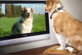 竟然有“狗狗电视台”，狗真的会看电视吗？图片