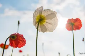 六一儿童节放假几天？今年“六一”儿童节主题是什么？2022儿童节放假吗？图片