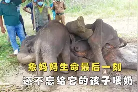 伟大的母爱！象妈妈生命最后一刻，还不忘给它的孩子喂奶图片