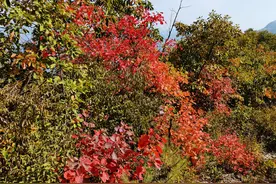 为了150元，大刘把搬上楼的磁砖又搬了下来，唉，农民工不易图片