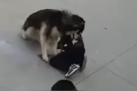 大狗挣脱绳子扑倒小孩疯狂撕咬，退伍军人路过解救：孩子受伤不严重，双方会协商处理图片