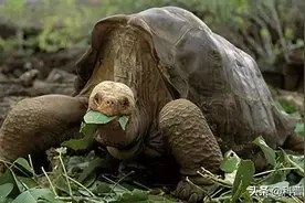 九种已灭绝动物的生前珍贵影像，白鱀豚的灭绝令人惋惜图片