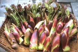 树干长满刺，嫩芽被称为“山野菜之王”，每亩收益可达万元图片