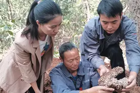 放心吧！真武山上的白蚁巢穴被捣毁了图片