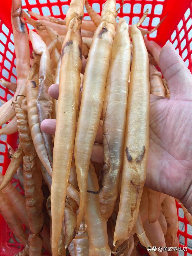黄门鳝肚花胶怎么做 2026年黄门鳝胶与花胶的区别