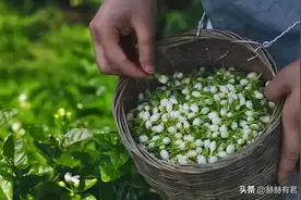 茉莉花茶这么喝更营养图片