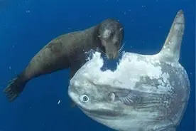 28张令人心痛的照片：地松鼠被猞猁咬住，疼得哇哇叫图片