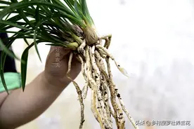 兰根发黑怎么办？只要按照这几个步骤，30天内就能长出壮实新根芽图片