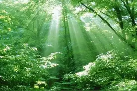 阳光明媚的风景图片欣赏图片