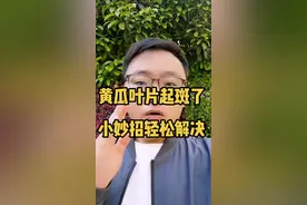 #黄瓜 黄瓜叶片上起斑了，这就是黄斑B，不用担心一个小妙招轻松解决#三农 #种植 #新农人 #农业 @抖音 