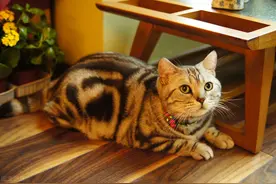 猫叫春：为什么这么凄厉吓人，犹如小孩子的哭声图片