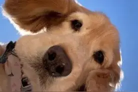 狗狗常用药，家里养犬的朋友请注意图片