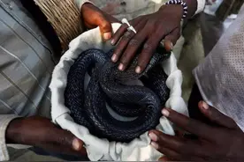 隐居乡野的澳洲蛇王：毒性是眼镜蛇的52倍，一天内可毒死26万只鼠图片