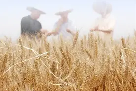 大国“粮”策 | 绷紧粮食安全这根弦 习近平这些话要牢记图片