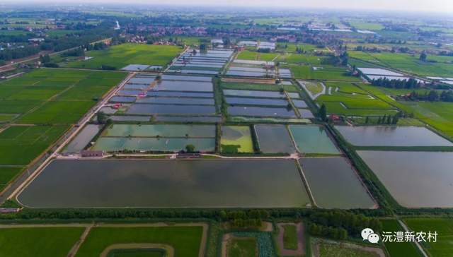 【寻味常德】从一钵常德甲鱼说起(图9)