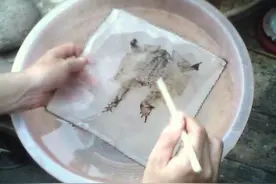 蟾蜍蜕下的蟾衣，一斤5000元，为何野外寻不到？人工养殖可赚钱吗图片