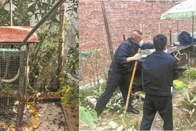 3.8米长的网纹蟒露镜！都说亚马逊雨林藏有巨蟒，最大有多大？图片