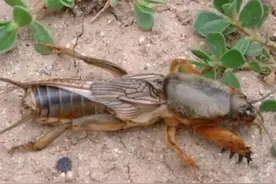 蝼蛄为什么不能踩死，杀一只会引来更多吗？图片