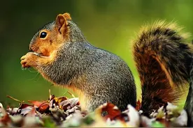 松鼠的种类，介绍一下。图片